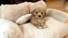 The first five commands every clever little dog should know