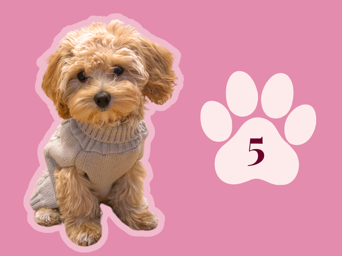 Lillie, an apricot Maltipoo in a grey knitted jumper, sitting next to a paw print with the number 5