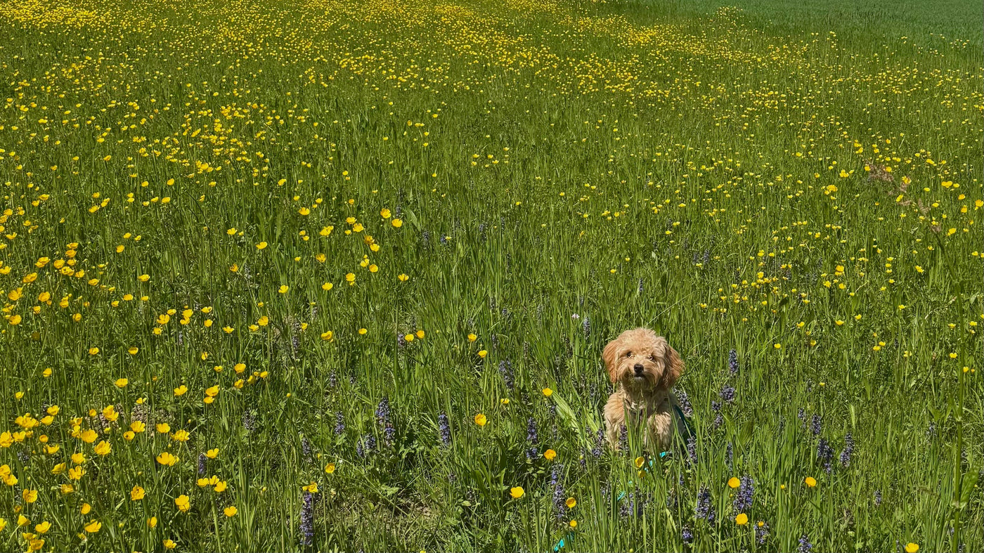 Loose-leash walking for small dogs (without dragging or being dragged)