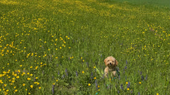 Loose-leash walking for small dogs (without dragging or being dragged)