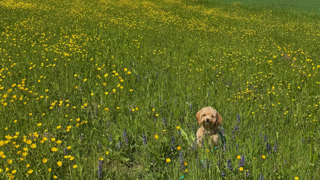 Loose-leash walking for small dogs (without dragging or being dragged)