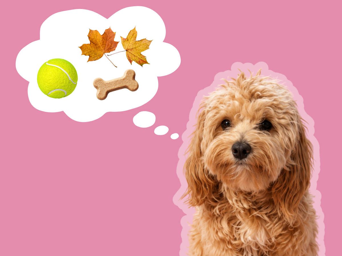 Lillie the Maltipoo looking up, with a thought bubble of a tennis ball, autumn leaves and a dog biscuit