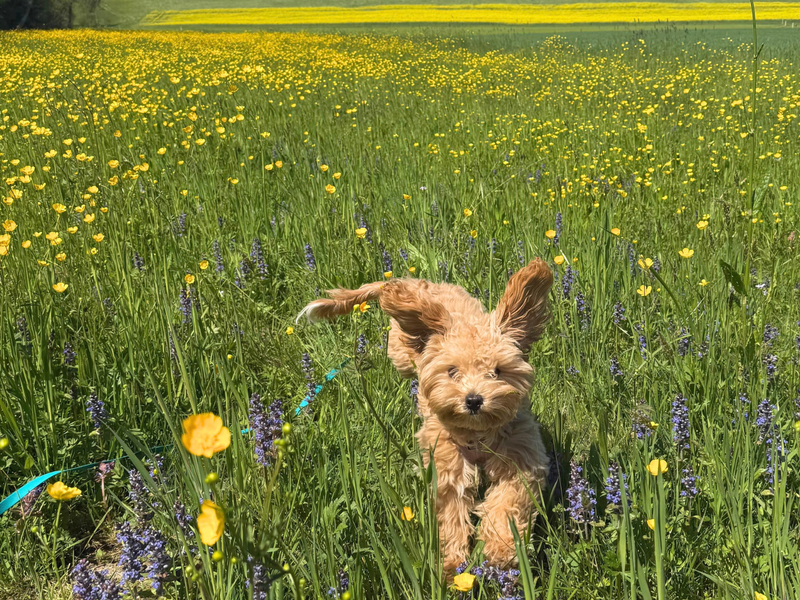 Lillie the Maltipoo running on her lead through a meadow full of yellow buttercups