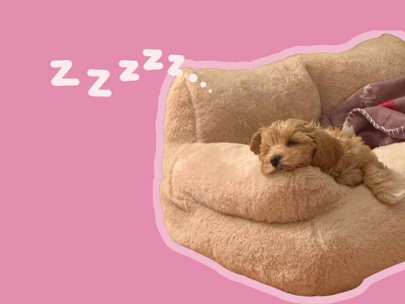 Lillie the Maltipoo napping in a fluffy beige dog bed