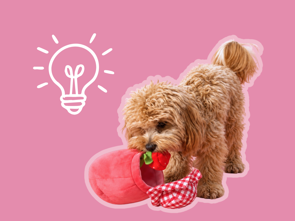 Lillie the Maltipoo pulling a strawberry out of the Strawberry Jam enrichment toy, next to a light bulb drawing