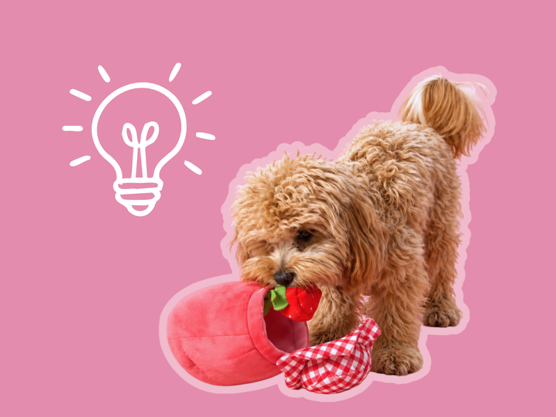 Lillie the Maltipoo pulling a strawberry out of the Strawberry Jam enrichment toy, next to a light bulb drawing