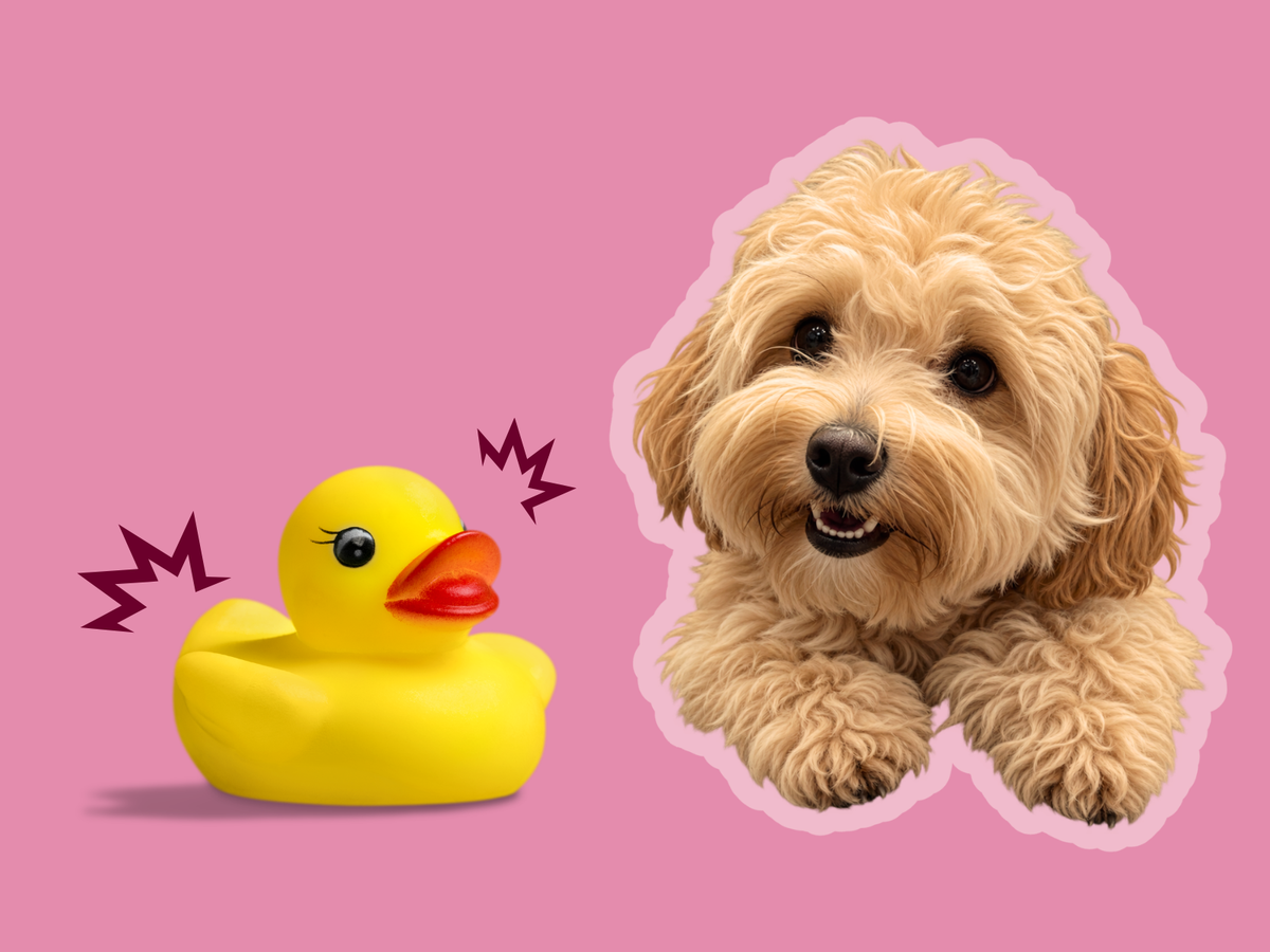 Lillie the Maltipoo smiling next to a yellow rubber duck squeaky toy