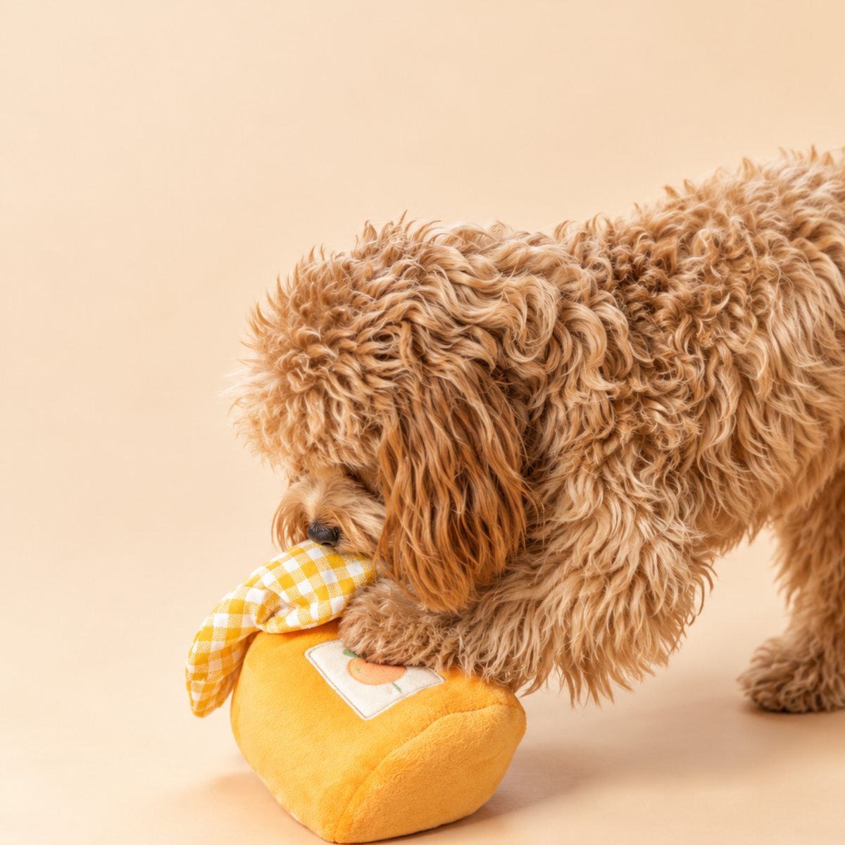 Small dog playing with the opened Apricot Jam toy and searching for treats