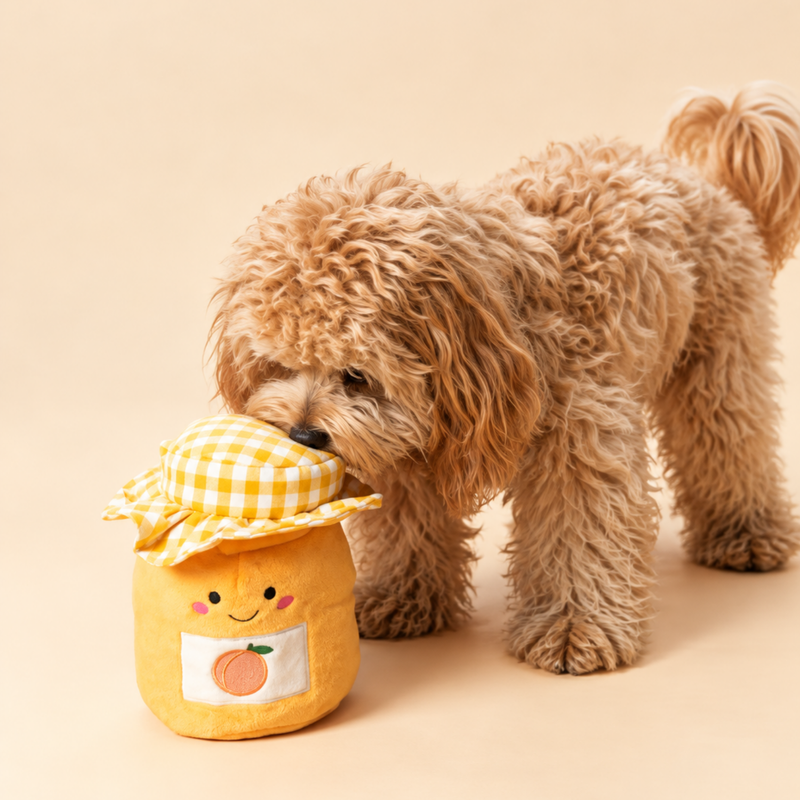 Small dog nosing the lid of the Apricot Jam toy to find the treats inside