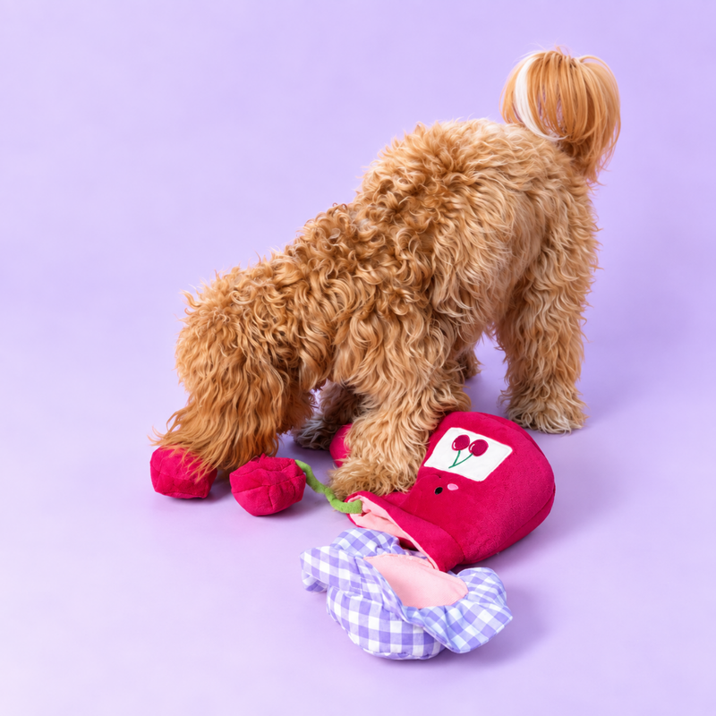 Small dog playing with the opened Cherry Jam toy and searching for treats