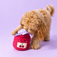 Small dog nosing the lid of the Cherry Jam toy to find the treats inside