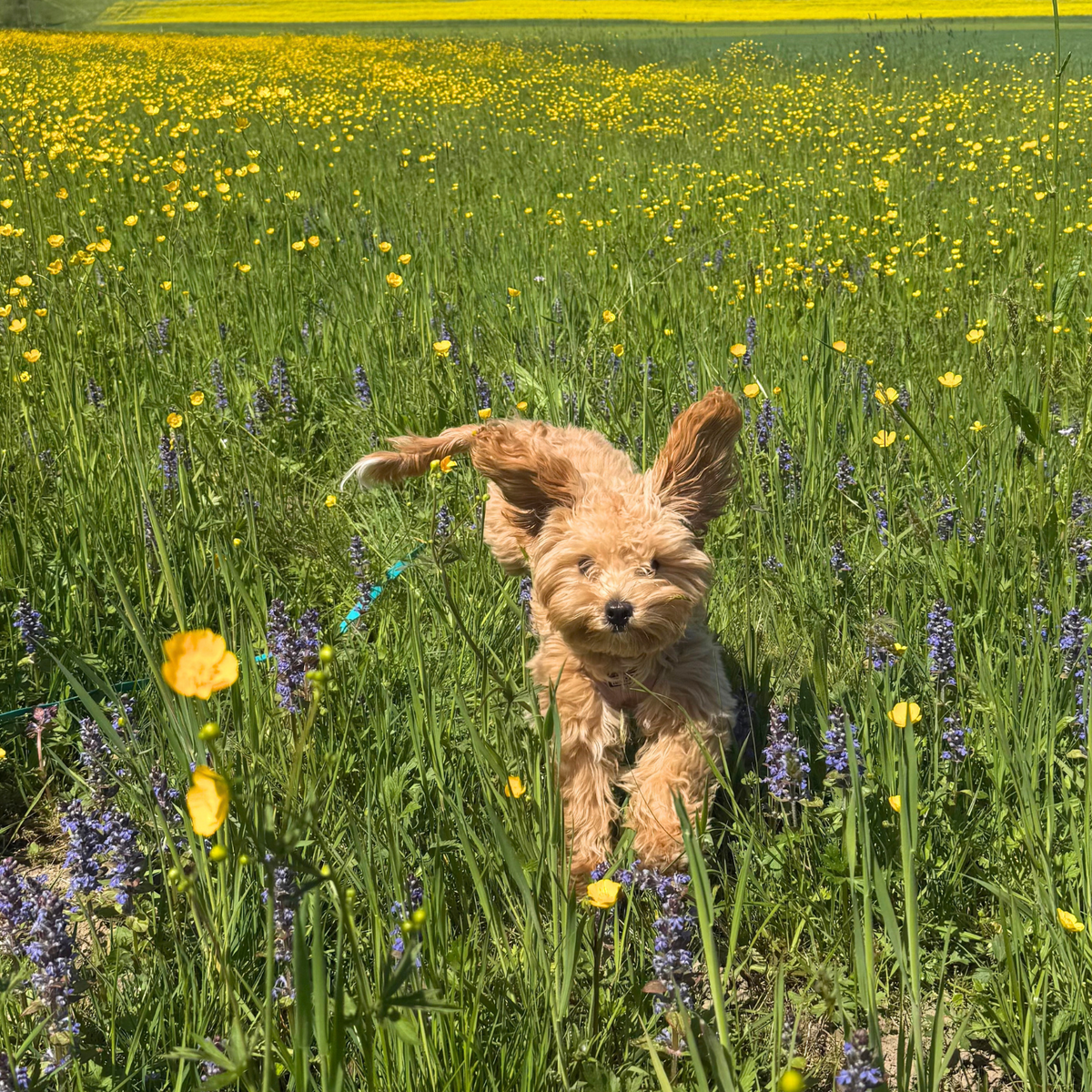 Lillie, our Chief Testing Officer